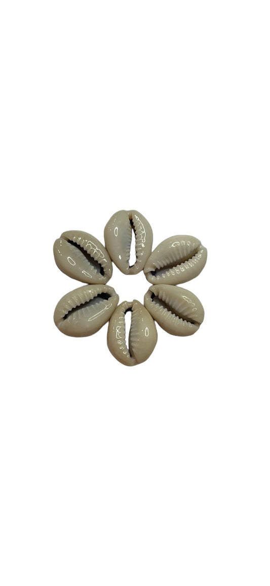 Bottom Cut Ring Top Cowry